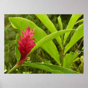 Röd ingefärsblomma (Alpinia) Tropisk Poster