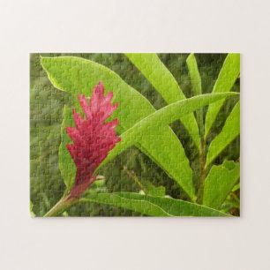 Röd ingefärsblomma (Alpinia) Tropisk Pussel