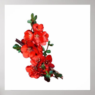 Röd japansk quince-Blommar vit Poster