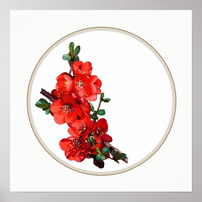 Röd japansk quince-Blommar vit Poster (Framsidan)