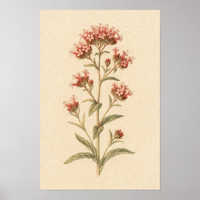 Röd Järnört Botanisk Studie | 12 × 18 Affisch (Framsidan)