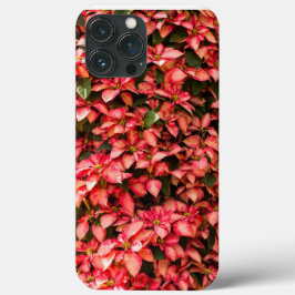 Röd jul Poinsettia