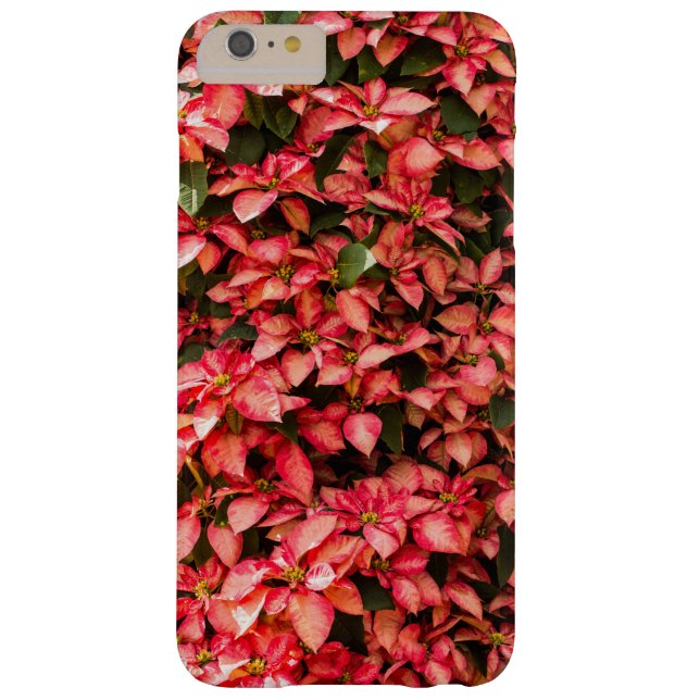 Röd jul Poinsettia (Baksidan)