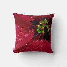 Röd jul Poinsettia