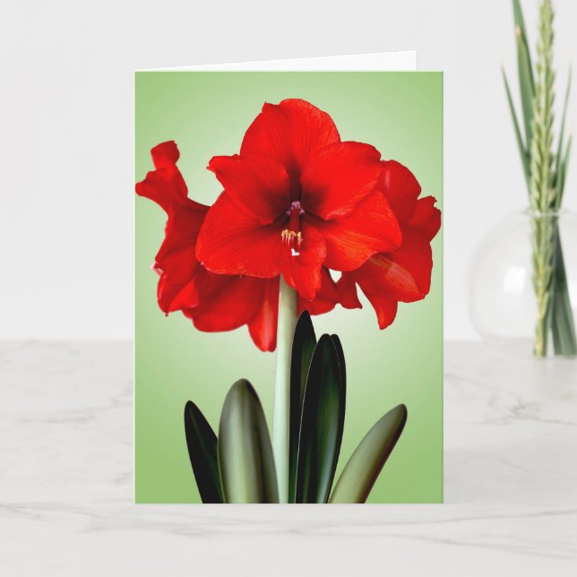 Röd julAmaryllis för julkort Helgkort (Framsida)