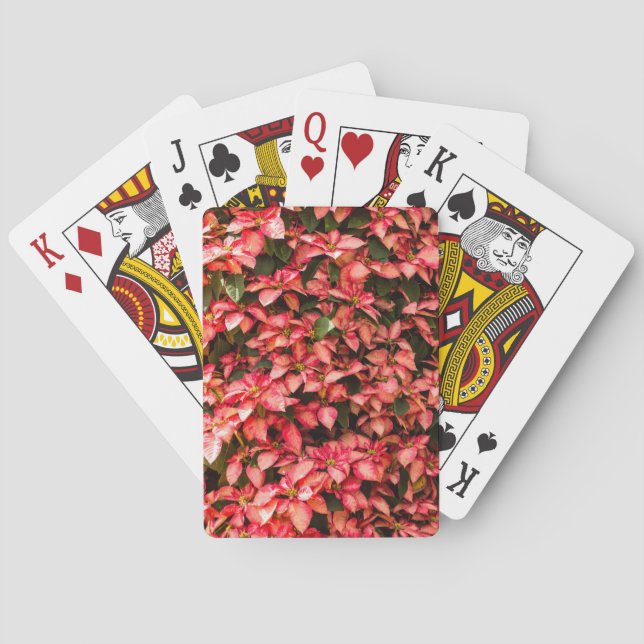 Röd julblomma Poinsettes Casinokort (Baksidan)