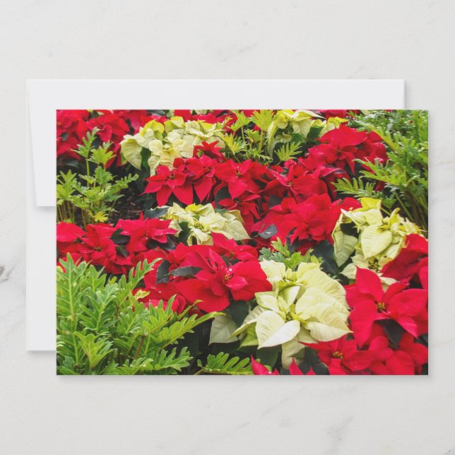 Röd julblomma Poinsettia Julkort (Framsida)