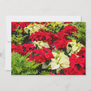 Röd julblomma Poinsettia Julkort
