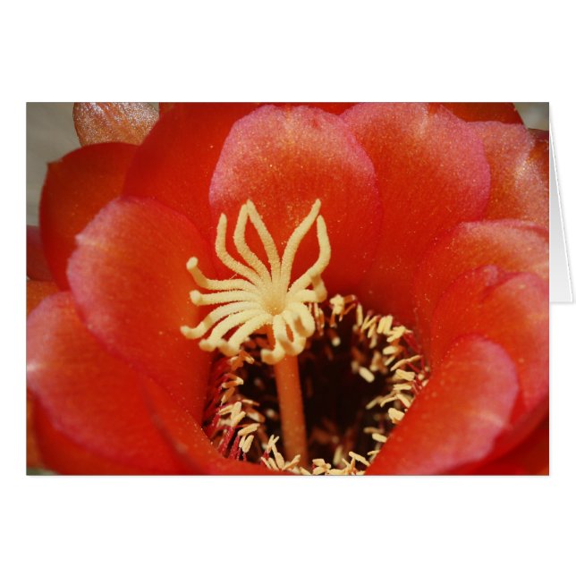 Röd kaktusblom hälsningskort (Framsidan Horizontal)