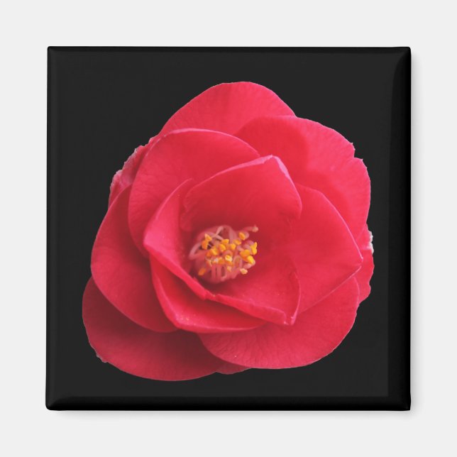 röd kamelia blomma magnet (Framsidan)