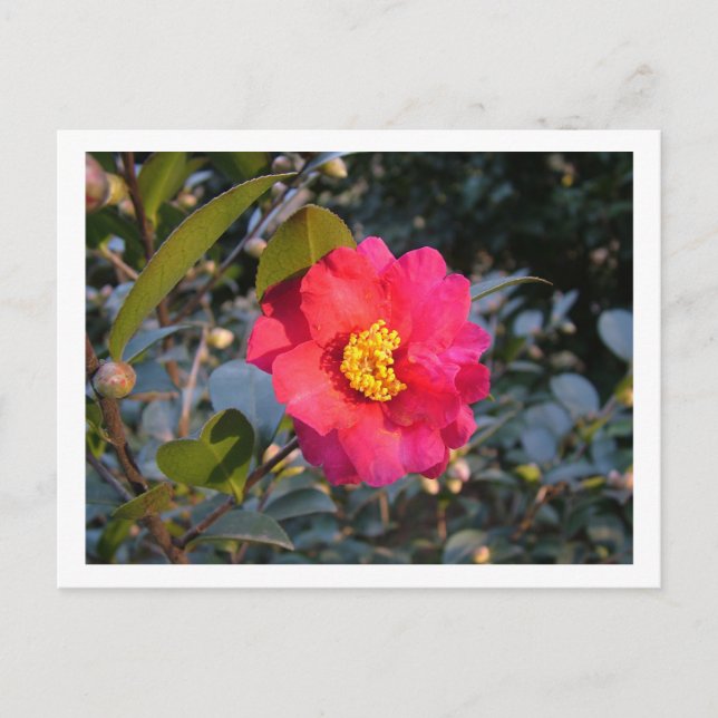 röd kamelia blomma vykort (Framsida)