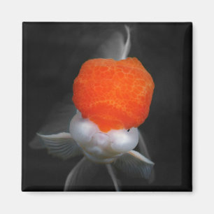 Röd kap Oranda Goldfish Magnet