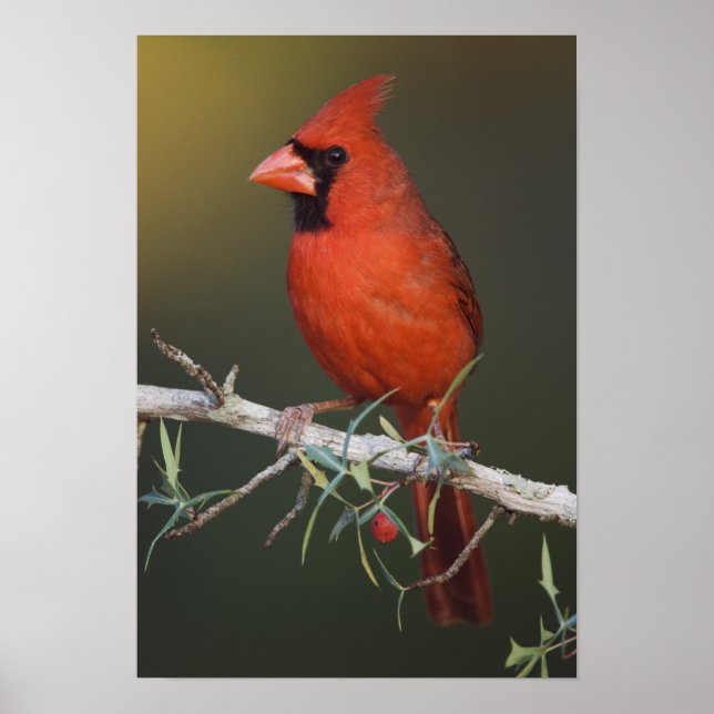 Röd kardinal, Cardinalis cardinalis, hane Poster (Framsidan)
