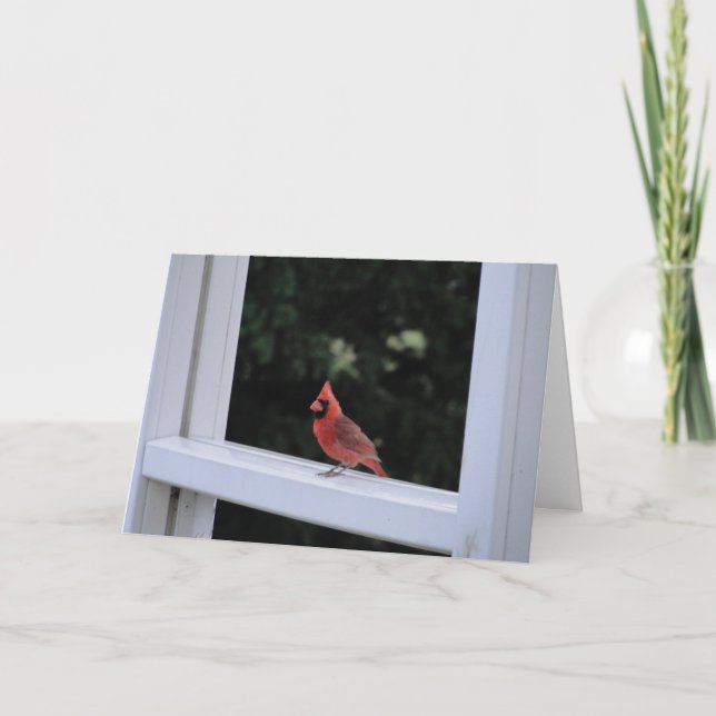 Röd kardinal, du saknas kort (Framsida)