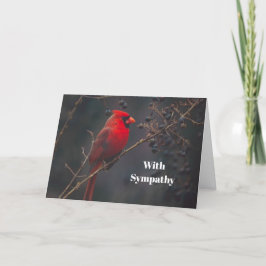 Röd kardinal foto-sympati för vilda djur kort