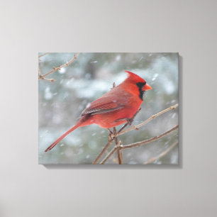 Röd kardinal på vinter canvastryck