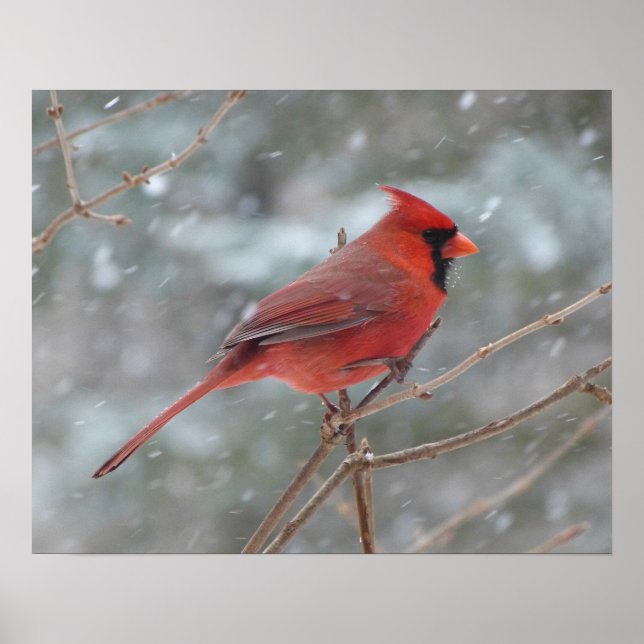Röd kardinal på vinter poster (Framsidan)