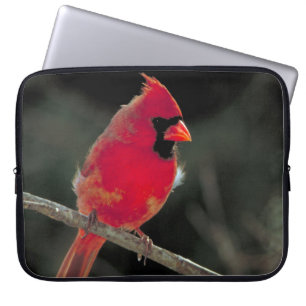 Röd kardinal Perched på Träd Gren Laptop Sleeve