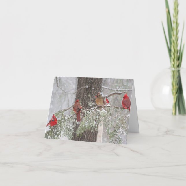 Röd kardinal - SnowBirds Helgkort (Framsida)