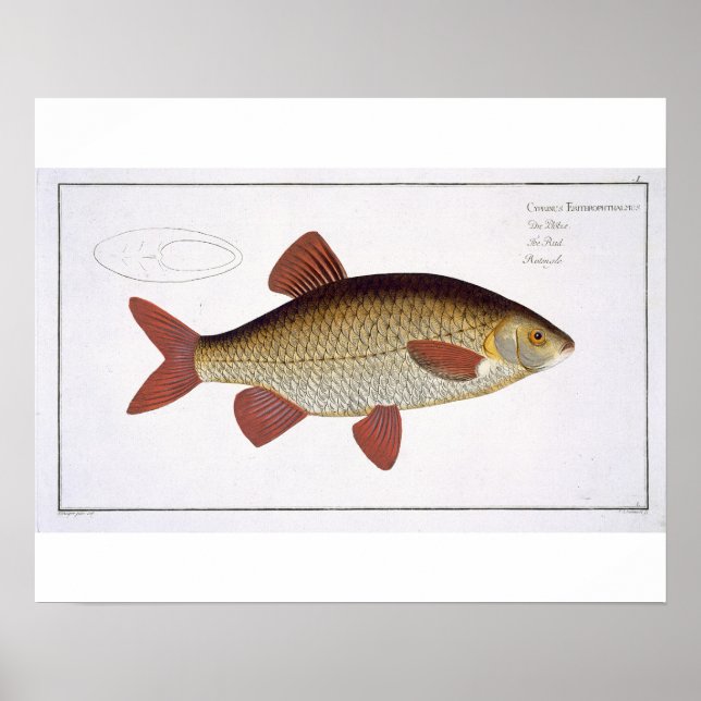 Röd karp (Cyprinus Erithrophthalmus) plåt I från Poster (Framsidan)