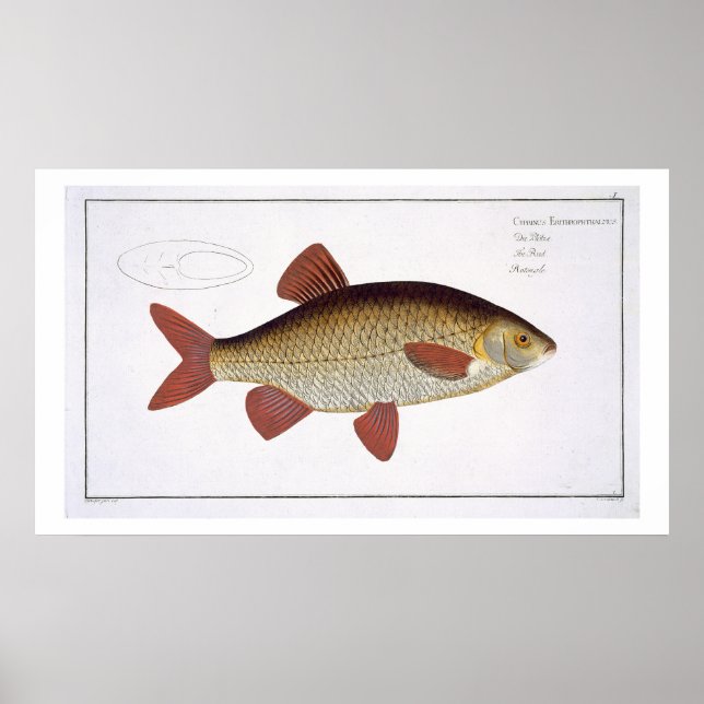Röd karp (Cyprinus Erithrophthalmus) plåt I från Poster (Framsidan)