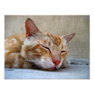 röd katt fototryck