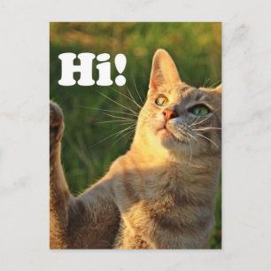 Röd katt som säger hej! vykort
