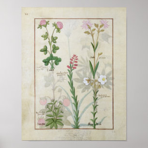 Röd klöver & Aube Bellidis Onobrychis & Hyssopus Poster