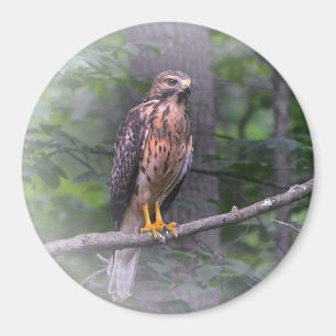 Röd knuffad hök magnet