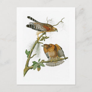 Röd-knuffade hökJohn Audubon fåglar av Amerika Vykort