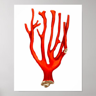 Röd korall , havslivets illustration poster
