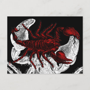 Röd korpion - vykort