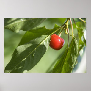röd körsbär poster