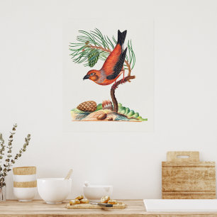 Röd korsnäbb poster