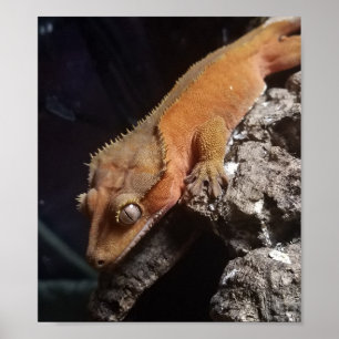 Röd krönad Geckoaffisch Poster