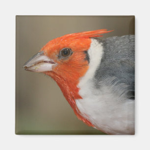 Röd krönad kardinal magnet