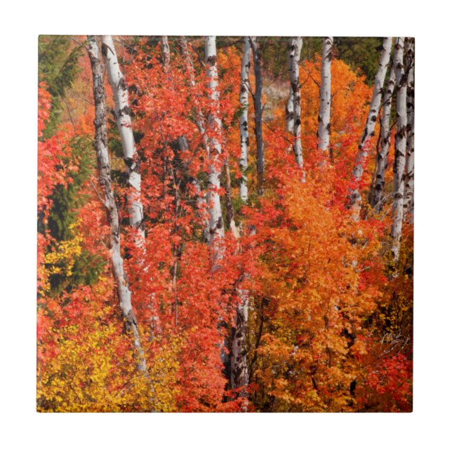 Röd kula (Acer Rubra) och Aspen Kakelplatta (Framsidan)