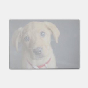 Röd Labrador för räv valp Post-it Block
