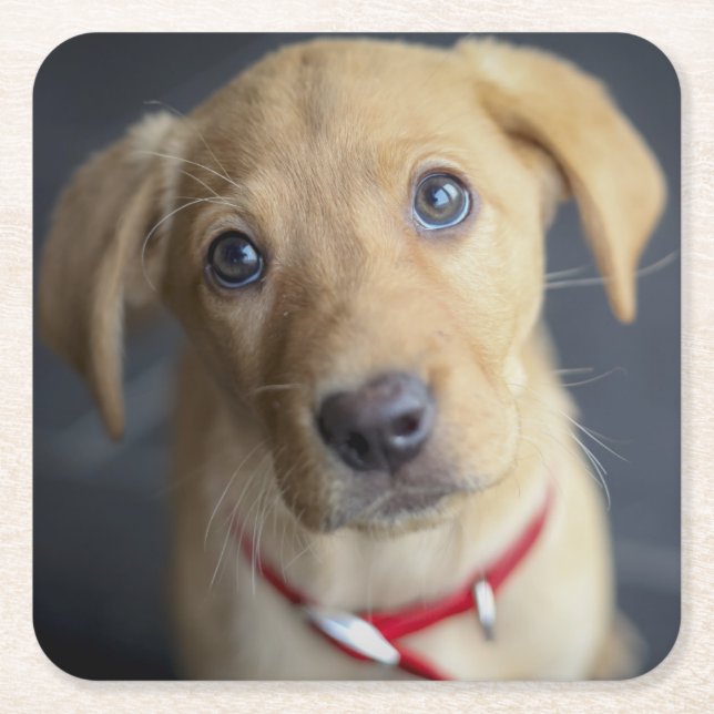 Röd Labrador för räv valp Underlägg Papper Kvadrat (Framsidan)