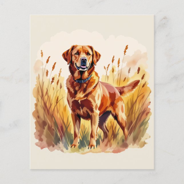 Röd Labrador Retriever Hund (Framsida)