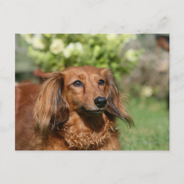Röd långhårig miniatyr Dachshund Vykort (Framsida)