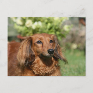 Röd långhårig miniatyr Dachshund Vykort