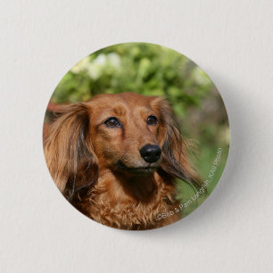 Röd långhårig miniatyrtax knapp