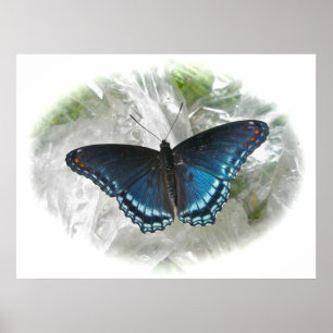 Röd Lila Butterfly Poster