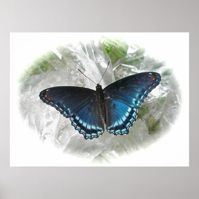 Röd Lila Butterfly Poster (Framsidan)