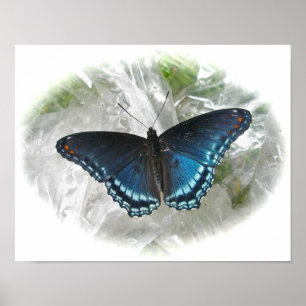 Röd Lila Butterfly Poster