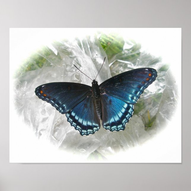 Röd Lila Butterfly Poster (Framsidan)