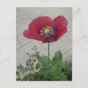 Röd Lila Poppy Flower DIY-vykort Vykort