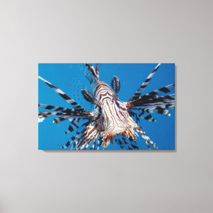 Röd Lionfish 2 Canvastryck
