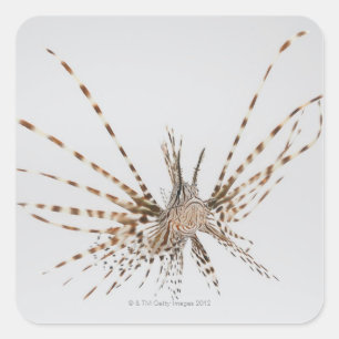 Röd lionfish (Pteroisvolitans) Fyrkantigt Klistermärke